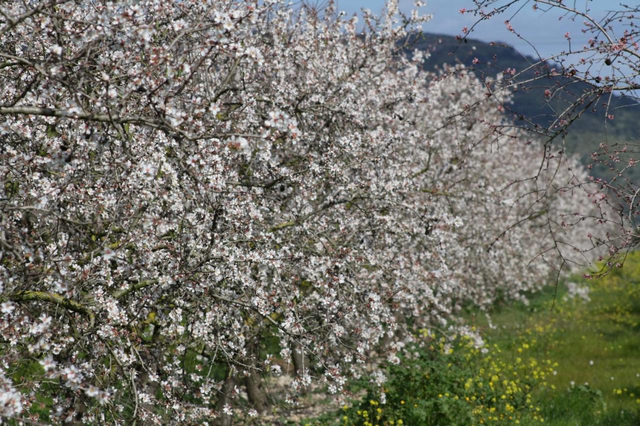 087 Finca Es Camp Pla Vt1828 By Mallorca Charme 西约 外观 照片